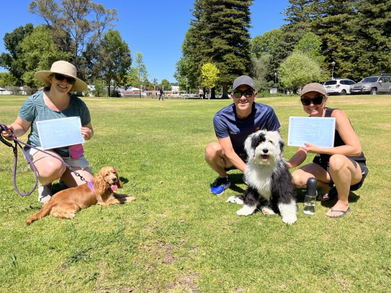 Group of people with dogs during agility training in park.