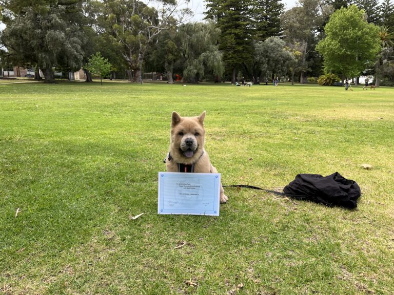 Happy dog with training certificate in park during Agile Dogs session.