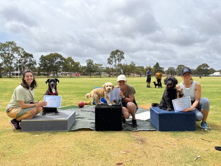 Group of dogs and trainers during agility training session at Agile Dogs.