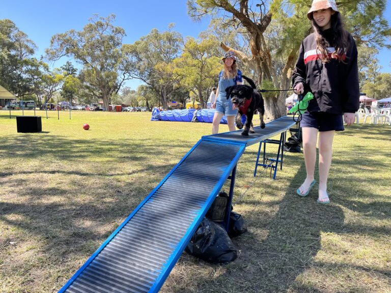 Dog training on an agility ramp at outdoor park with handlers and dogs.