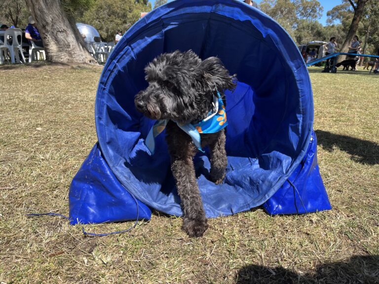 Dog agility training with a black poodle emerging from a blue tunnel at an outdoor event.