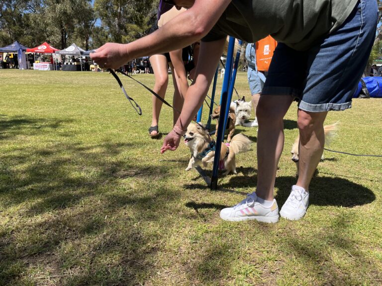 Dog training session at Agile Dogs event, with owners and dogs practicing commands outdoors.