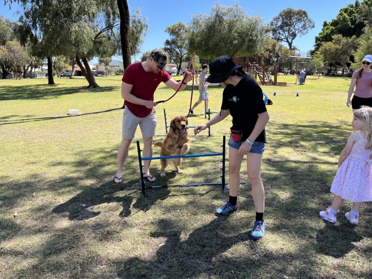 Dog agility training session with handlers and a golden retriever in park.