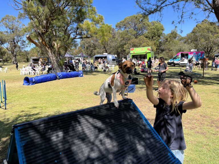 Agile Dogs participating in an outdoor agility event with a young girl guiding her dog over an obsta.