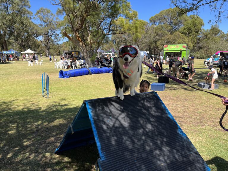 Happy dog wearing goggles on agility ramp at outdoor dog event.