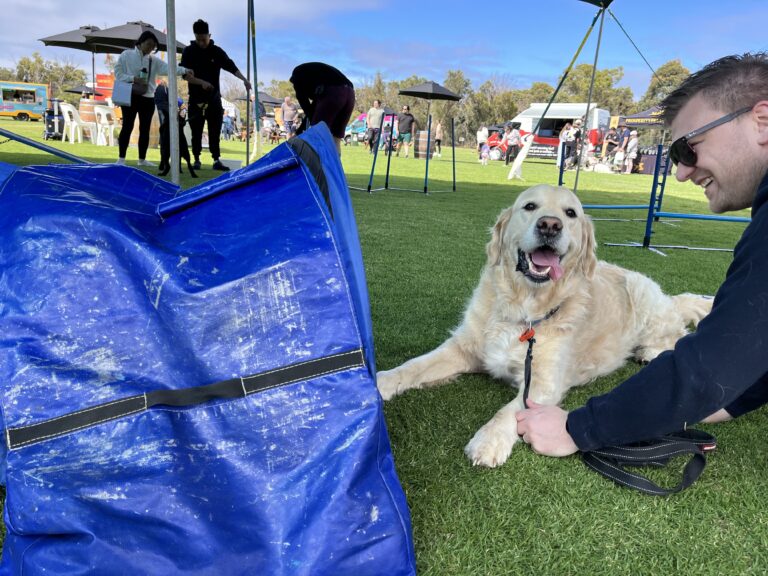Happy dog receiving training at Agile Dogs outdoor event.