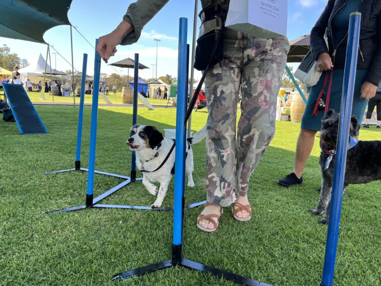 Agile Dogs agility training session with dogs navigating obstacle courses outdoors.