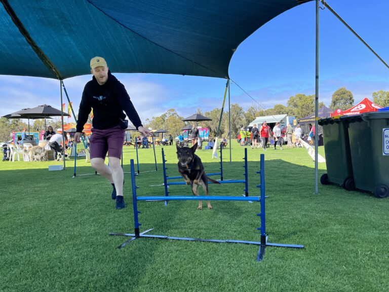 Dog agility training session with handler and dog jumping over obstacle.