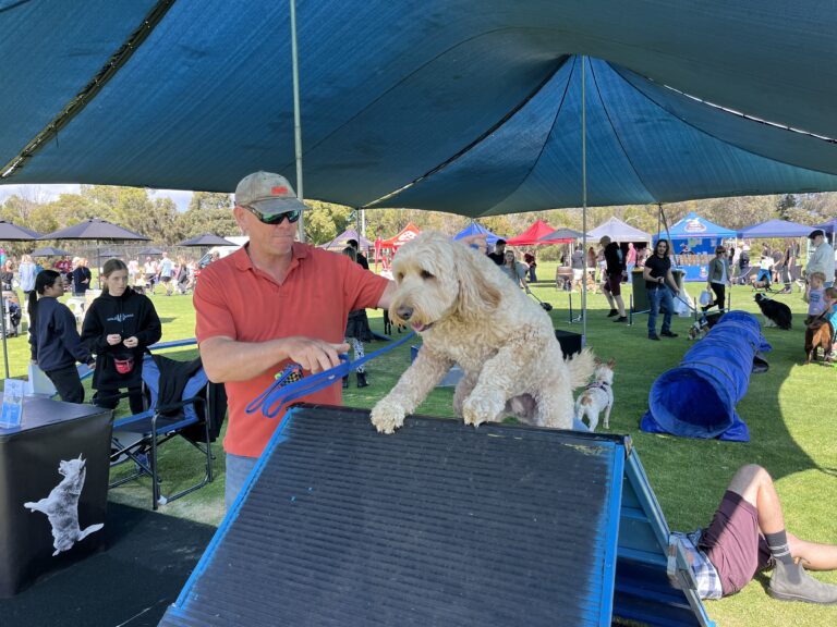 Man guiding a dog over an agility obstacle at outdoor event.