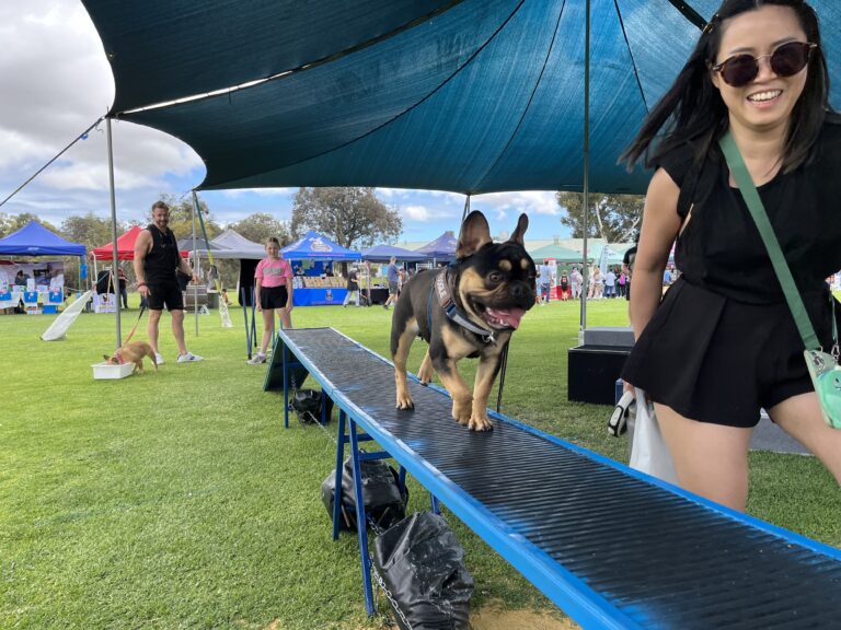 Dog agility training at an outdoor event with agility equipment and participants.