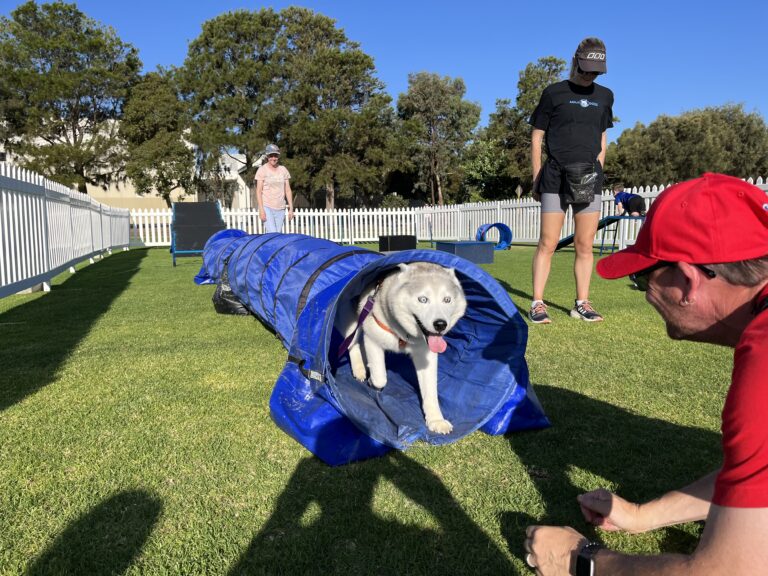 Dog agility tunnel training with dogs and handlers outdoors.
