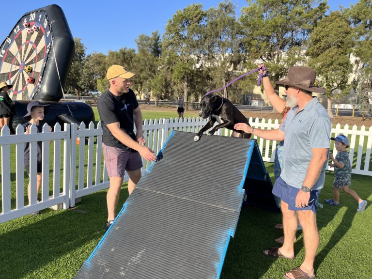 Dog agility training session with handlers and a black dog on a ramp.