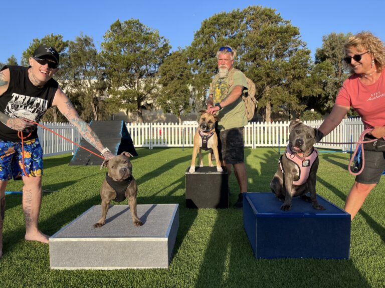 Dogs competing in agility training on a sunny day outdoors.
