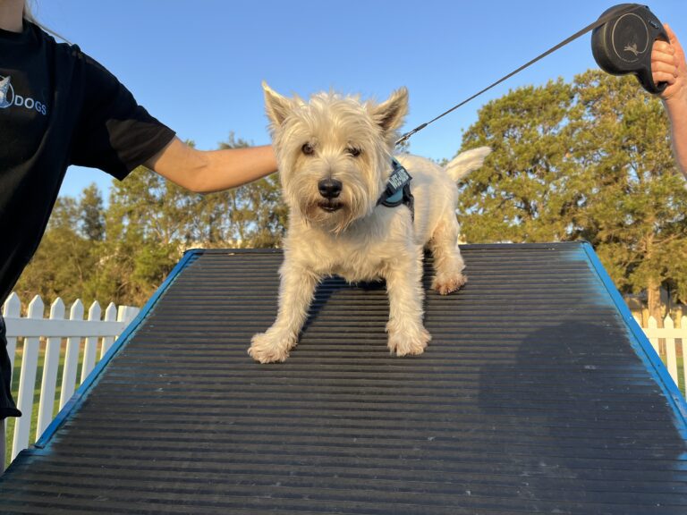 Dog on agility ramp during training at Agile Dogs facility.