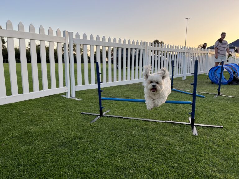 Dog jumping over agility hurdle in outdoor training session.