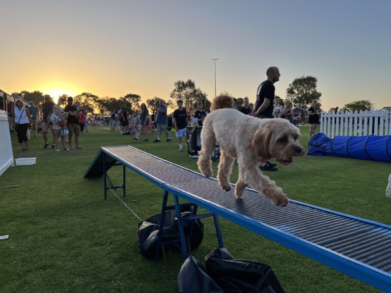 Agile Dogs participating in a fun outdoor dog agility event at sunset.