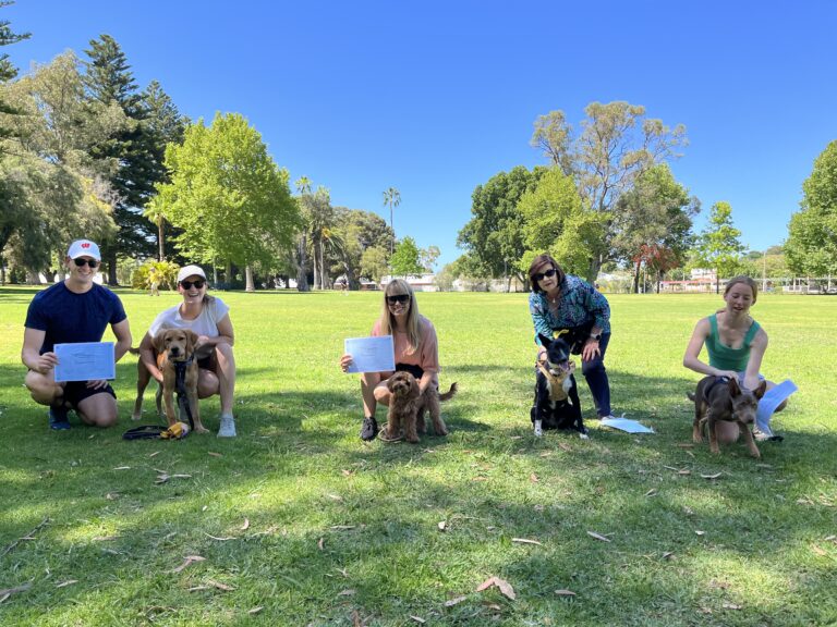 Dog training session outdoors with owners and their dogs, demonstrating obedience and focus.