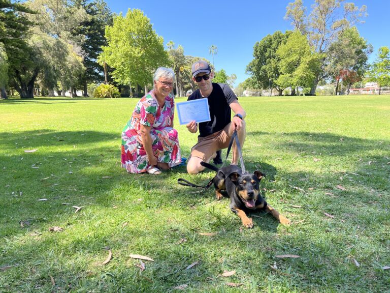 Dog training, agility, obedience, park, professional, Agile Dogs, pet care.