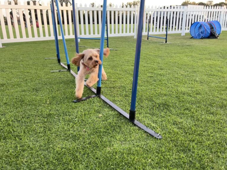 Dog navigating agility weave poles during training session.