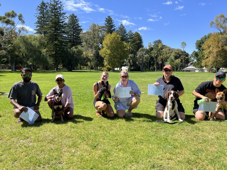 Group of dogs and owners participating in agility training outdoors.