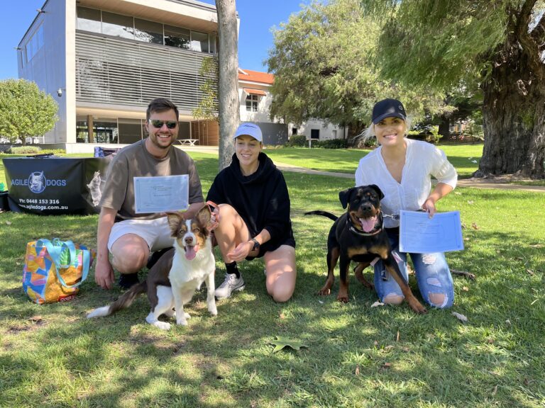 Dog training session with happy owners and dogs outdoors.