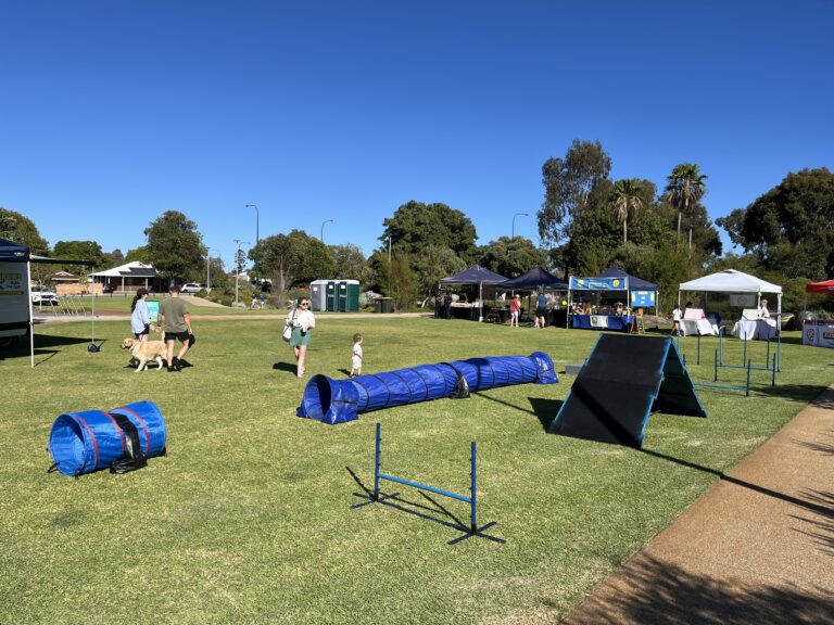 Dogs participating in agility training at a park event.