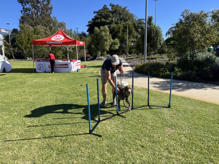 Dog agility training session at Agile Dogs with handler and obstacle course.