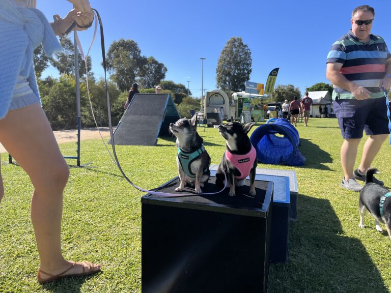 Two dogs in harnesses sitting on a platform at outdoor dog event.