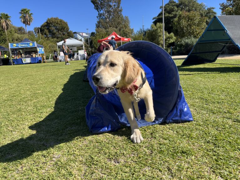 Dog emerging from agility tunnel during outdoor dog agility event.