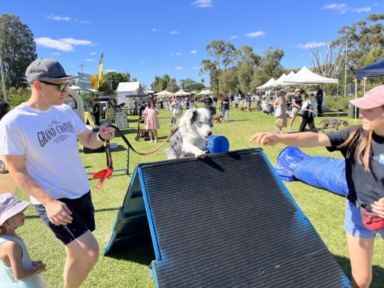 Dog jumping over agility ramp during outdoor dog event.