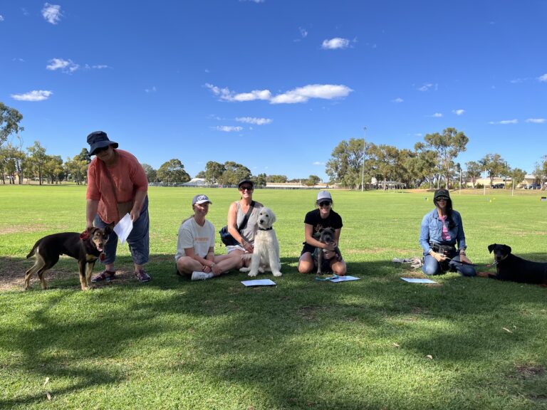 Group of dogs and owners during training session in park.