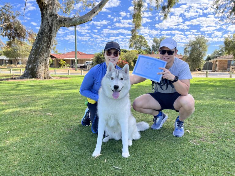 Agile Dogs team with a Siberian Husky during a training session in a park.