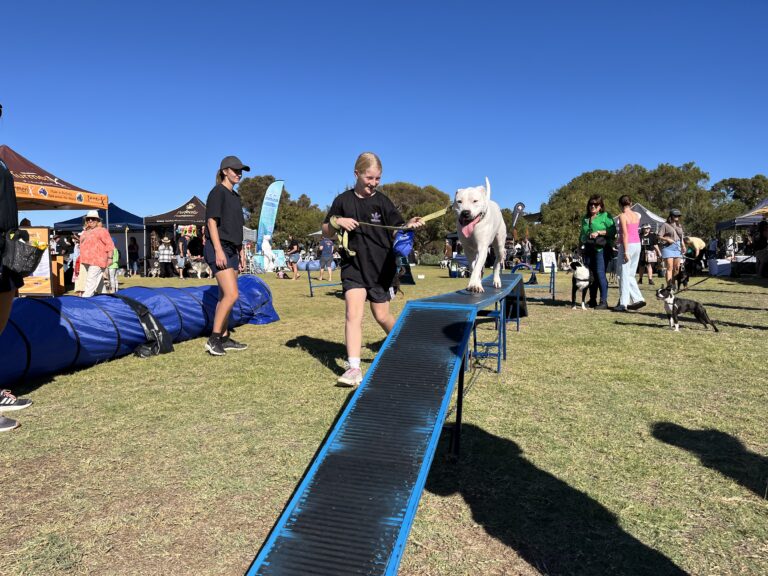 An agile dog jumping over a ramp during a training session at a community event.