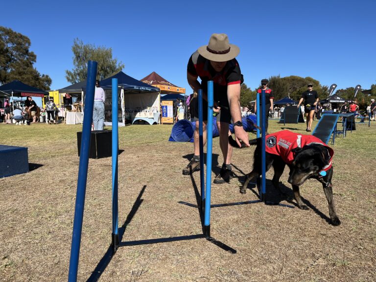 Agile dog navigating agility hurdles with handler at outdoor event.