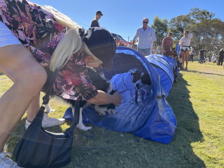 Dog agility training session at the park with owners and spectators.