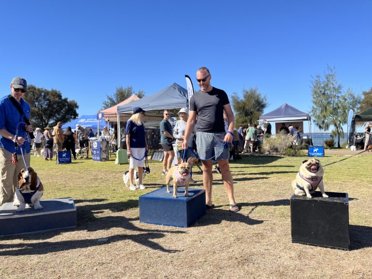 Agile Dogs participating in outdoor dog agility competition with owners and spectators.