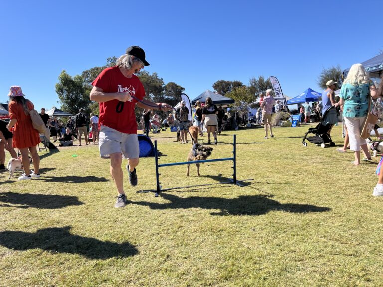 Dog agility demonstration at outdoor community event with people and dogs.