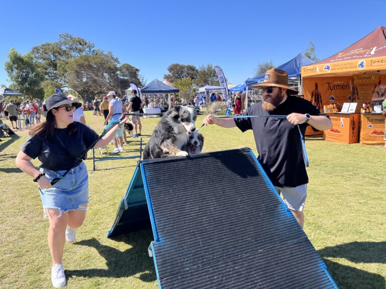 Dog agility training with dogs jumping over obstacle.