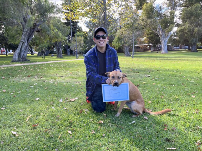Dog training, agility, obedience, park training, professional dog trainer, agility dogs, dog certifi.