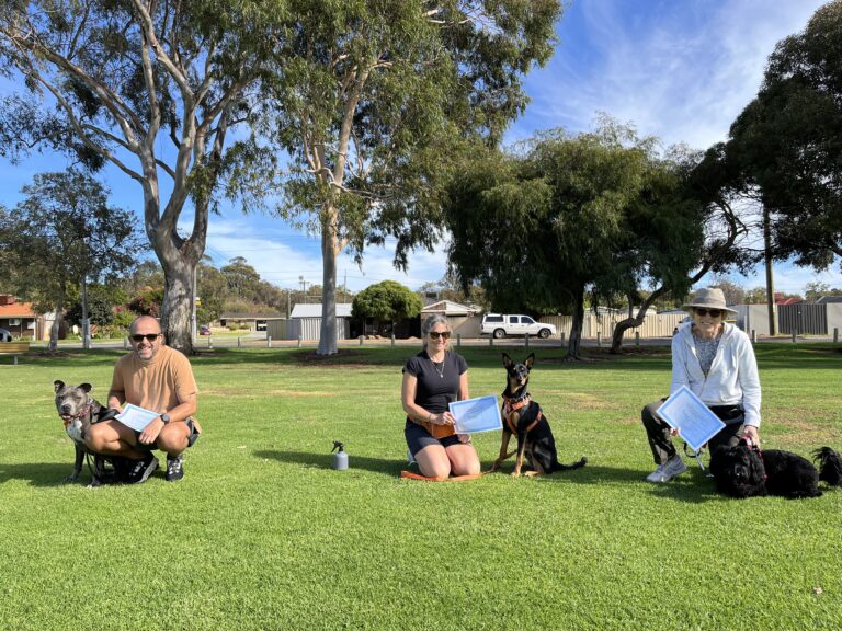 Training session with dogs and owners in a park setting for agility and obedience.