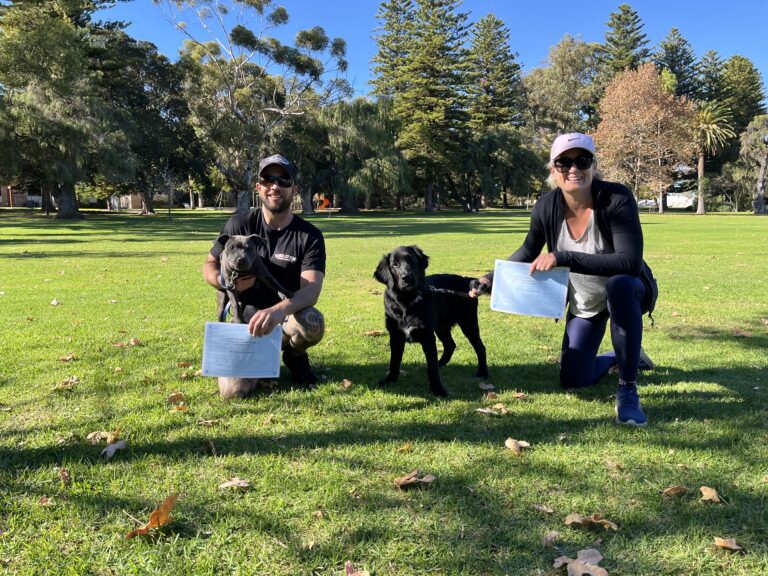 Two trainers with black Labradors during dog training session outdoors.