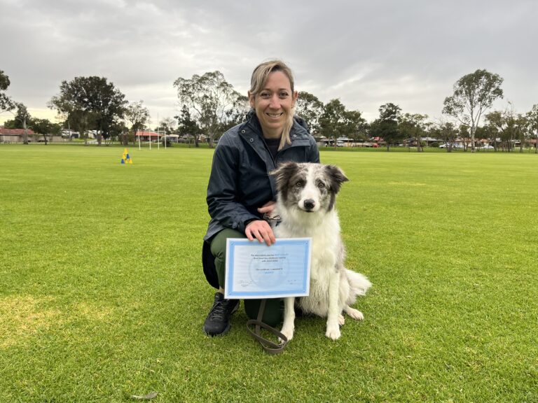 Dog training certification with a happy owner and her Border Collie in a park.