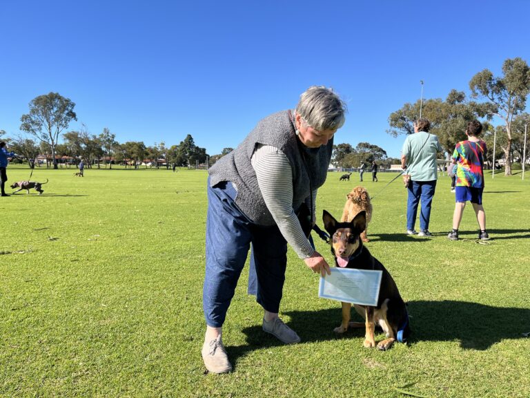 Woman training German Shepherd with tablet outdoors at Agile Dogs facility.