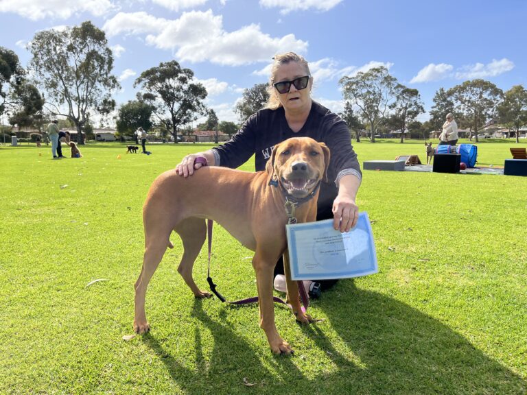Woman training a large brown dog outdoors in a sunny park.