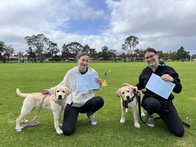 Agile Dogs, training session with dogs and handlers outdoors.
