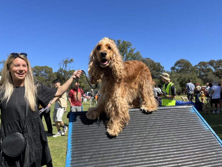 Dog agility obstacle course with a golden retriever on a ramp.