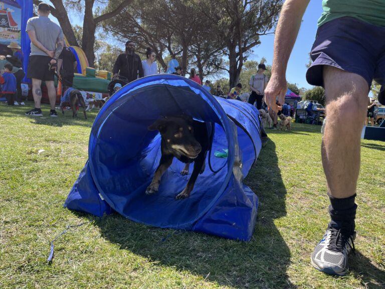 Agile dog emerging from blue agility tunnel during outdoor event.