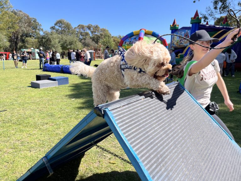 Dog agility training, dog jumping obstacle, agility course, dog training, outdoor dog activities.