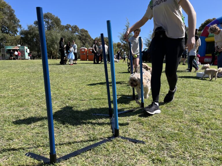 Agile Dogs training agility with a dog navigating poles outdoors.