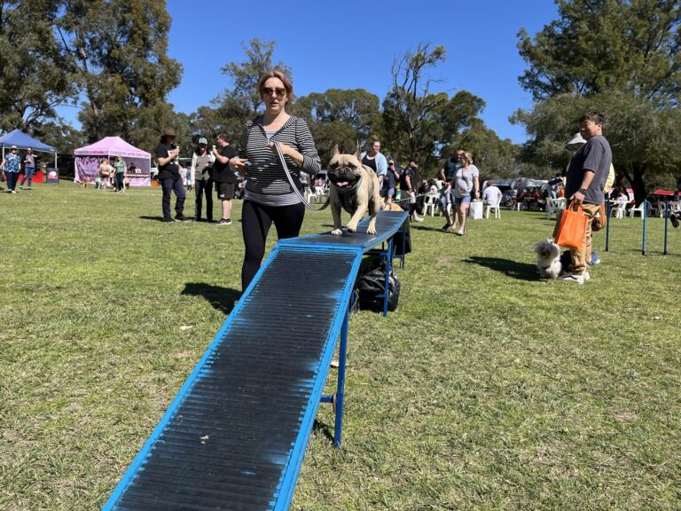 Agile Dogs participating in a dog agility competition outdoors.